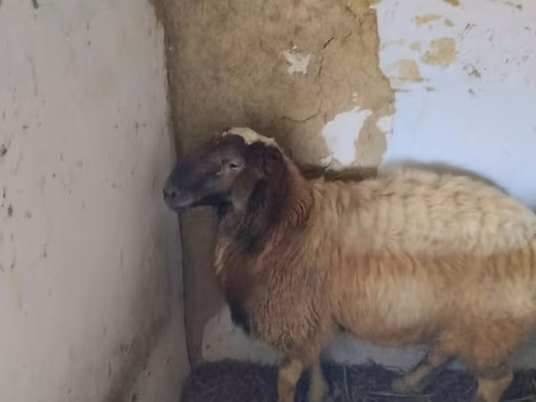 公羊, Sheep