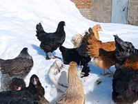 Chickens — الصورة 4