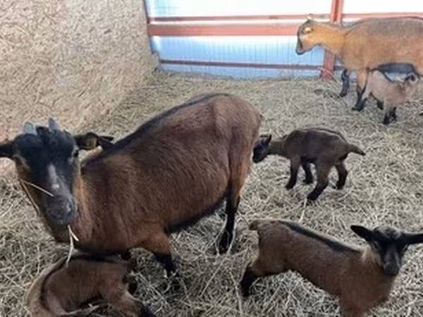 母山羊, Alpine goat