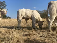 公牛, Charolais cattle — 照片 3