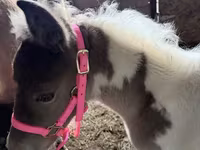 母马, Pinto horses — 照片 3