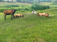 Ziegenbock, Nubian Goat — Foto 3