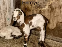 Billy Goat, Kamori goats — photo 1