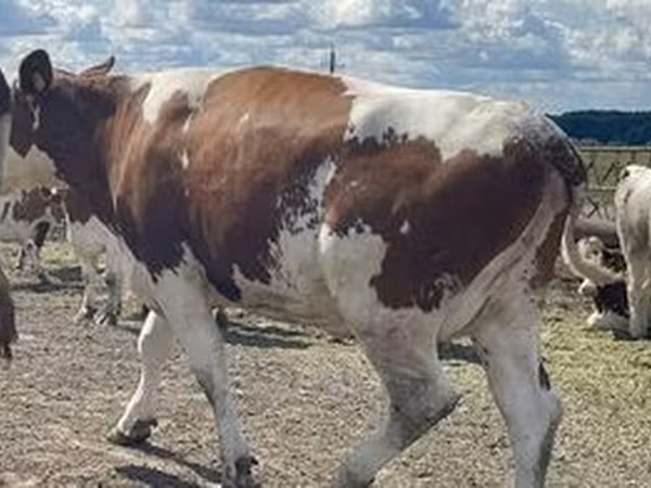 Holstein breed