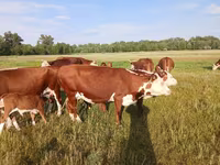 Cow, Latvian Blue cattle — photo 5