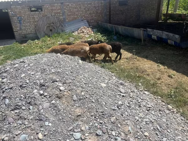 گوسفند