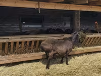 Ram, Hissar sheep — photo 3