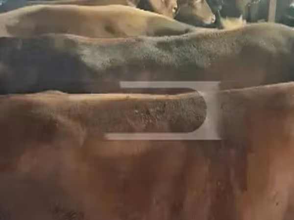 母牛, Cattle