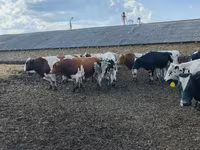 公牛, Russian Black pied cattle — 照片 3