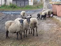 भेड़, Romanov sheep — फ़ोटो 6