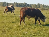 Bulle, Holstein-Rasse — Foto 1