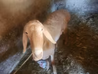 Ram, Arashan sheep — photo 1