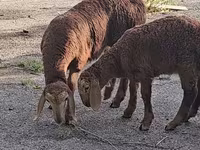 मेढ़ा, Arashan sheep — फ़ोटो 3