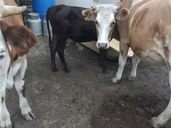 Vaca, Hereford — Kazajistán
