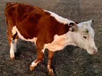 Toro, Swiss cattle — foto 6