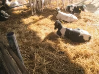 公牛, Swiss cattle — 照片 1