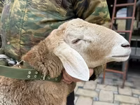 公羊, Sheep — 照片 6