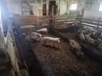 Sow, Pigs — photo 1