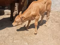 بقرة, Swiss cattle — الصورة 1