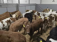 公牛, Cattle — 照片 4