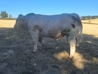 公牛, Cast cow — 照片 3