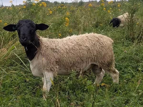 Ram, Dorper sheep