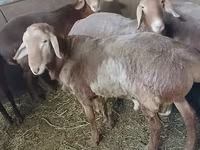 मेढ़ा, Arashan sheep — फ़ोटो 4