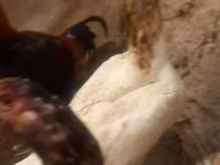 Chickens — الصورة 6