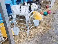 Bull, Swiss cattle — photo 5