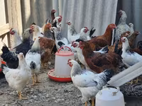 Chickens — Foto 1