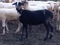 भेड़, Tsigai sheep — फ़ोटो 4