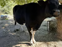 母牛, Holstein breed — 照片 5