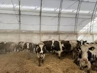母牛, Holstein breed — 照片 3