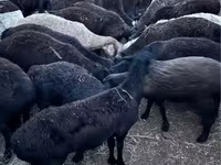 मेढ़ा, भेड़ — फ़ोटो 3