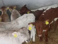 公牛, Simmental cattle — 照片 4
