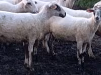 भेड़, Tsigai sheep — फ़ोटो 1
