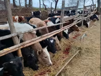 गाय, गोलस्टीन नस्ल — फ़ोटो 3