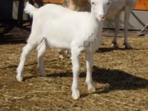 公山羊, Saanen goat — 俄罗斯