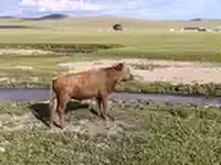 Bull, Cattle — photo 2