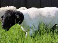 公羊, Baerchuke sheep — 照片 6