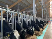 母牛, Holstein breed — 照片 4