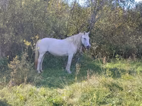 Yegua, Horse breed — foto 7