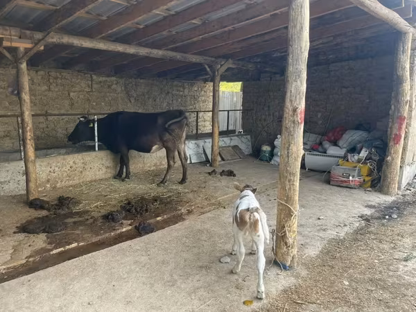 بقرة, Swiss cattle