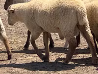 公羊, Hampshire sheep — 照片 2