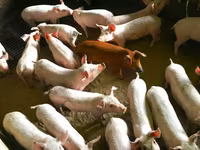 母猪, Pigs — 照片 1