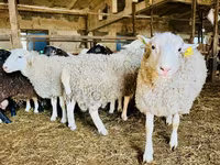 母羊, Baerchuke sheep — 照片 2