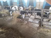 Bull, Cattle — photo 2