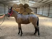 母马, Rocky Mountain Horse — 照片 7