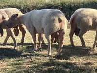 公羊, Charollais sheep — 照片 1