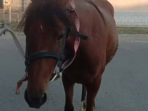 母马, Anglo-Arabian